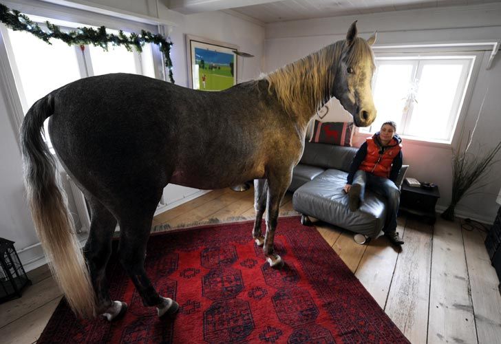 Por el mal clima, un alemán convive con su caballo