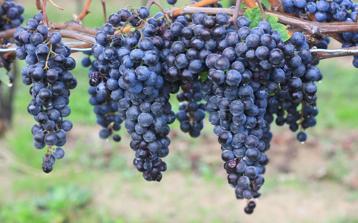 Inaugura Bodega Finca Vista Grande