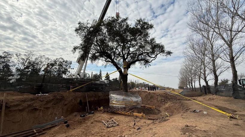 Villa Allende: por qué es "inviable" el trasplante del quebracho blanco, un "dinosaurio" vegetal