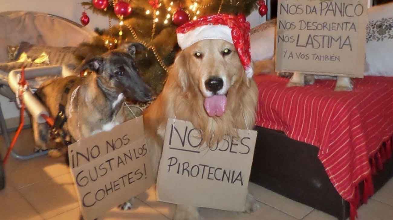 Todos los detalles para que las mascotas no sufran por la pirotecnia