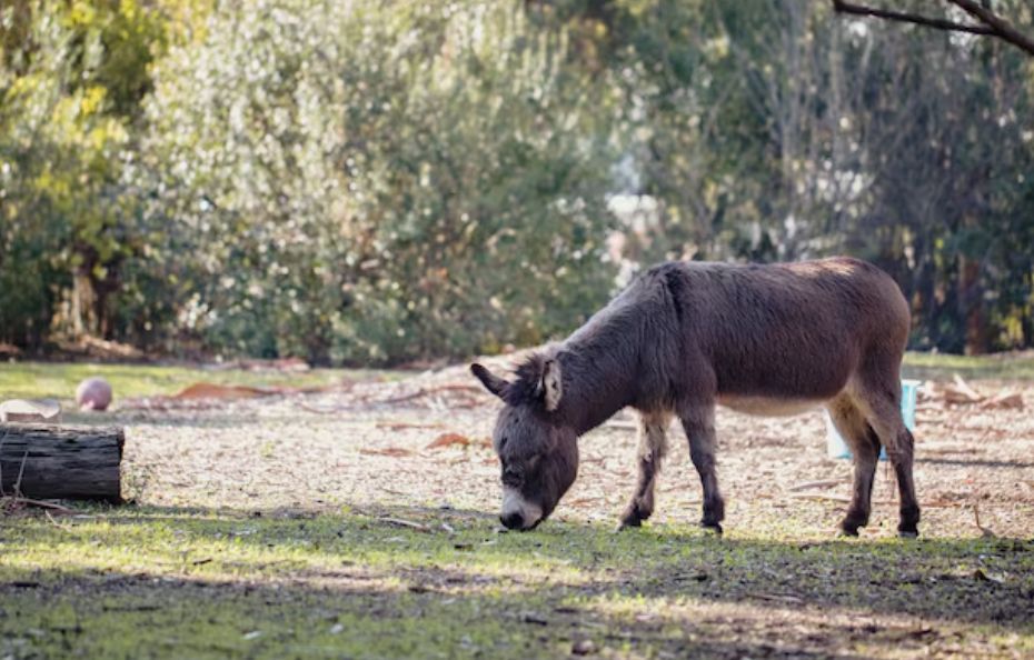 Carne de burro a $7.500 el kilo: ¿el nuevo asado?