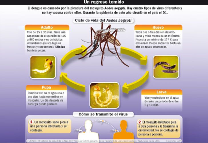 Los mosquitos llegaron, pero el dengue volvería en enero