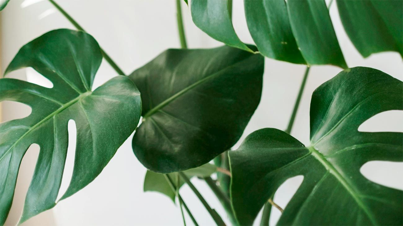 El ultrasonido de las plantas