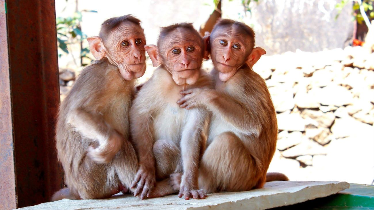 Un grupo de científicos clonan con éxito cinco monos en China