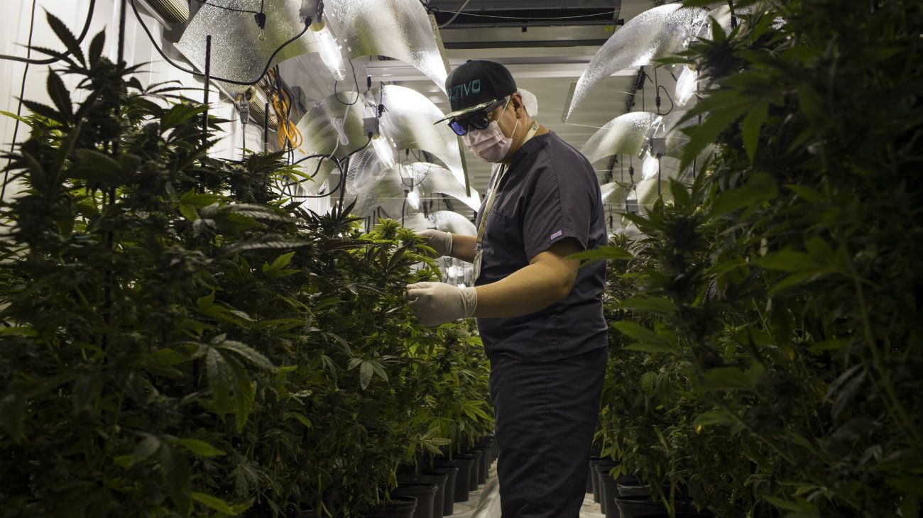 El mayor fondo de acciones de marihuana expande su cartera