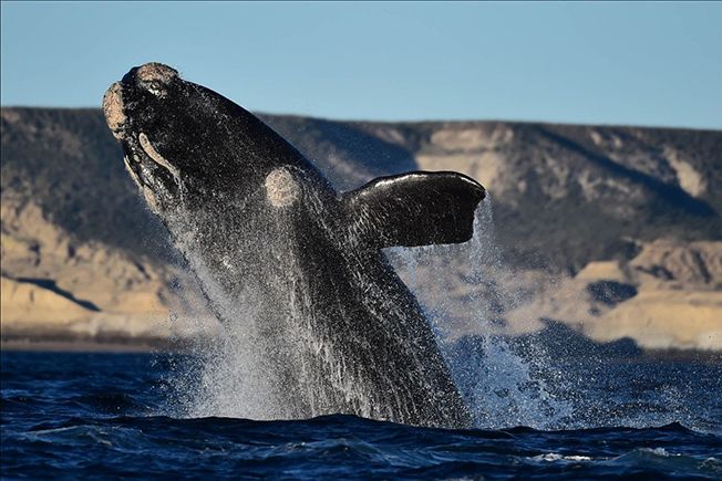 Las primeras ballenas ya se dejan ver en el Golfo Nuevo de Puerto Madryn