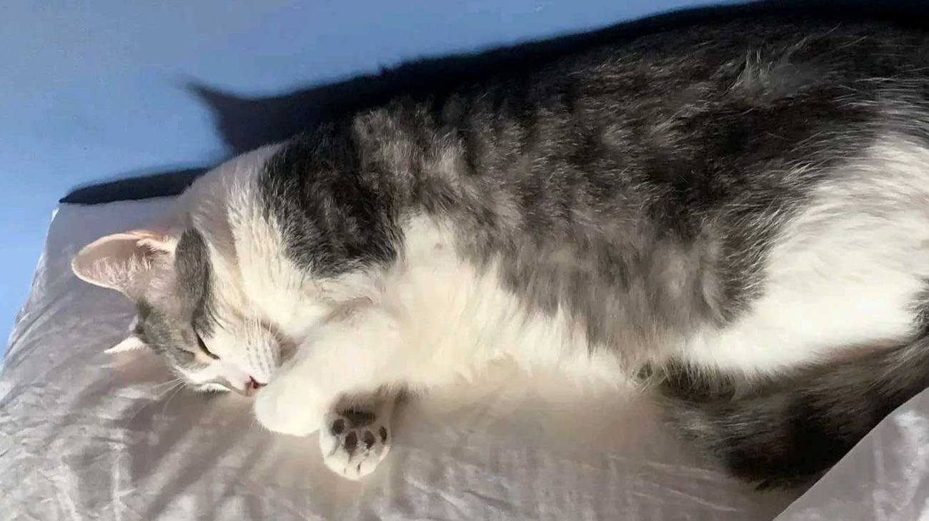 El gobierno de Bolivia se suma a la búsqueda de "Tito", un gato extraviado en un vuelo