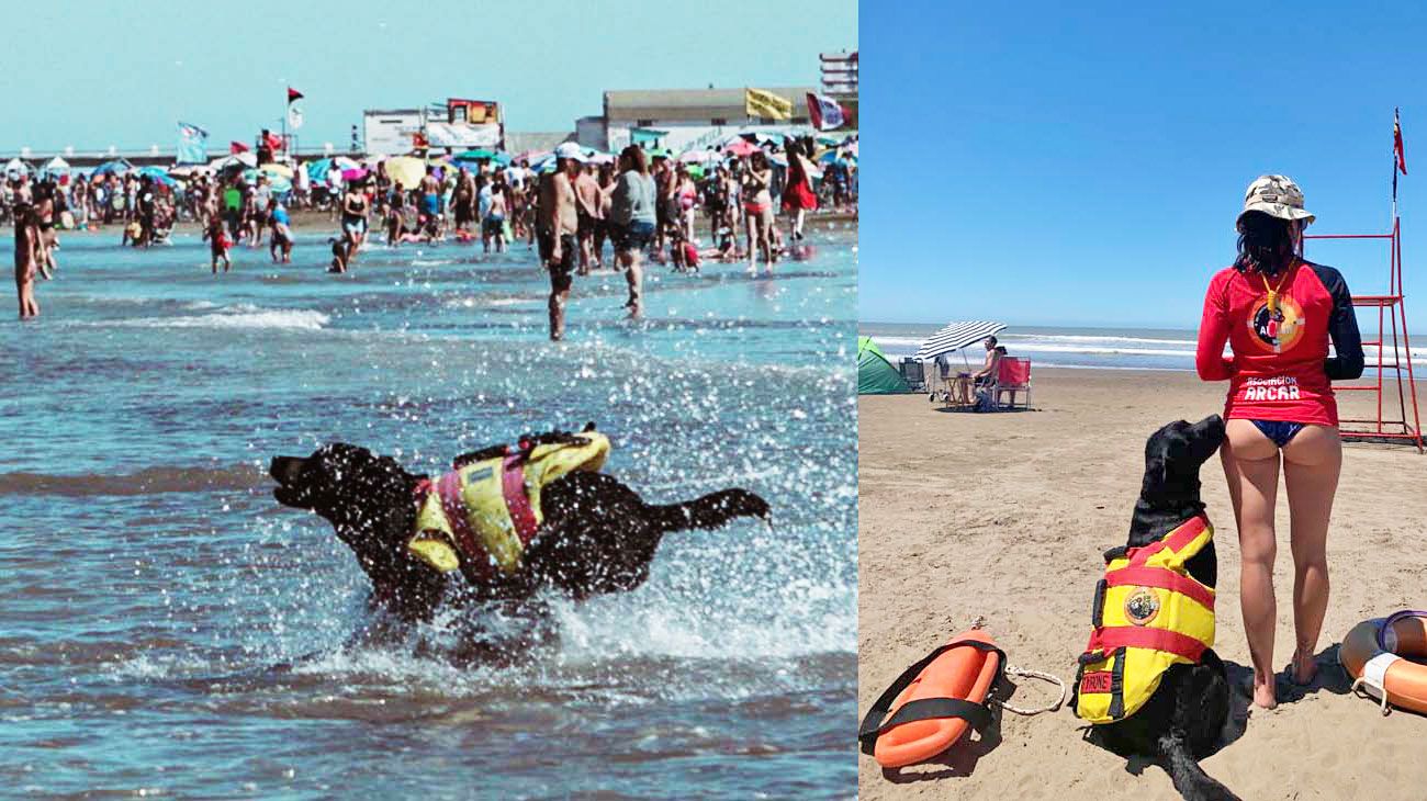 Verano 2024: así entrenan y acompañan a los guardavidas los perros de rescate acuático