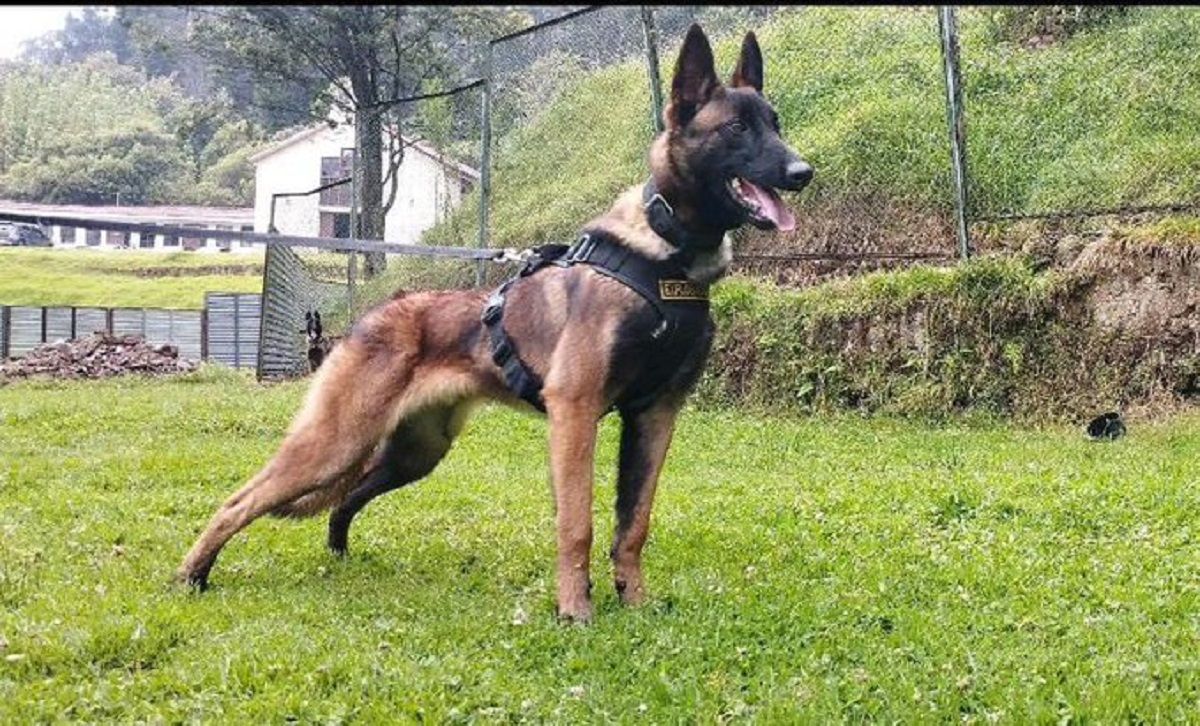 Abandonaron la búsqueda del perro Wilson: "Será recordado como un héroe de cuatro patas"