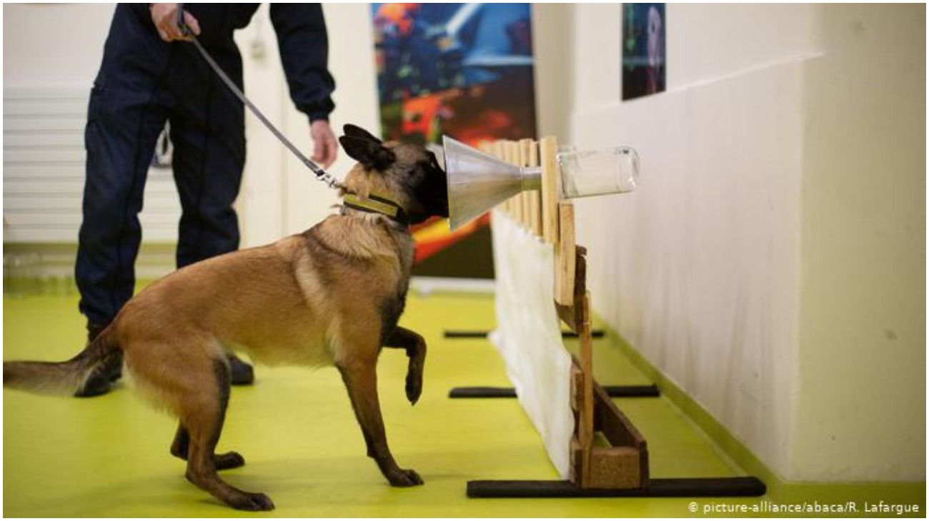 Los perros podrían ayudar a contener la pandemia de coronavirus