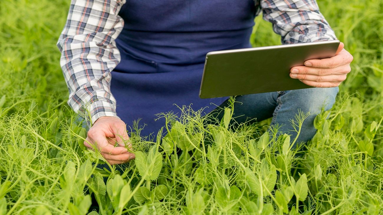 Agro: “Sobra soja en el mundo y estamos en una de las relaciones stock consumo más altas de la historia"
