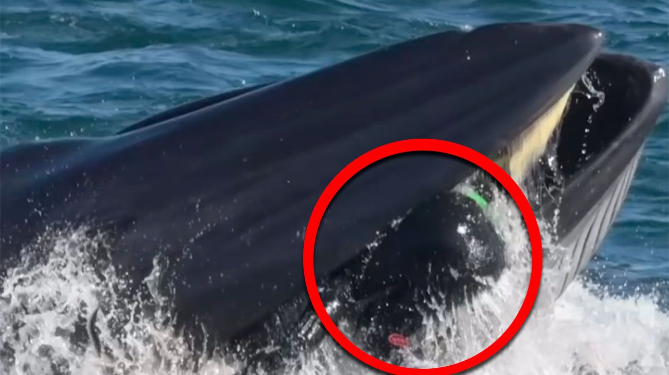 Video | Una ballena se tragó a un buzo y luego lo devolvió cerca de la costa