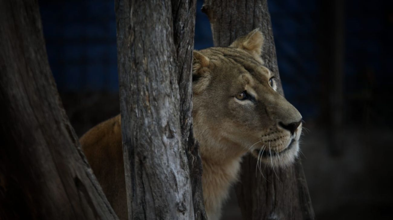 Santa Fe: rescataron a una leona y un tigre de bengala tras allanar un establecimiento rural
