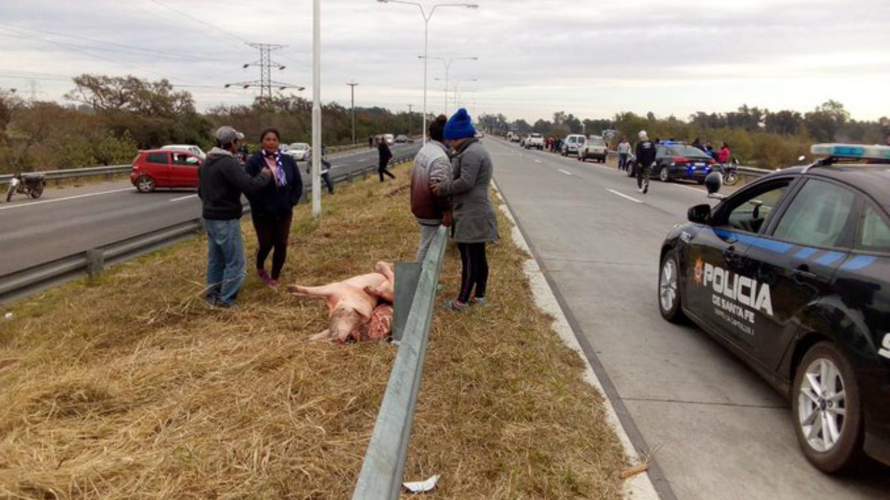 Video | Se desfondó un camión con chanchos y la gente lo vació en un rato