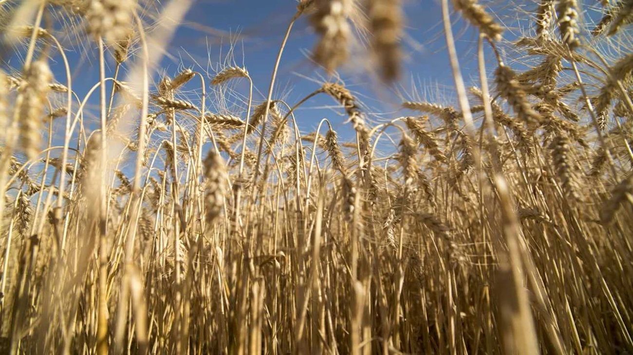 Se estima una caída de la superficie sembrada de trigo: “Estamos hablando que caería a 800.000 toneladas”