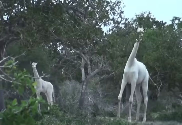 VIDEO | Furor por el hallazgo de dos jirafas blancas