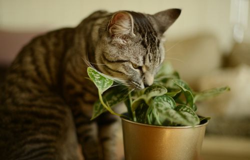 Cuáles son las plantas que implican un riesgo para nuestras mascotas