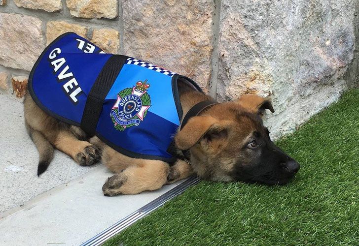 Echaron a un perro policía por ser demasiado tierno