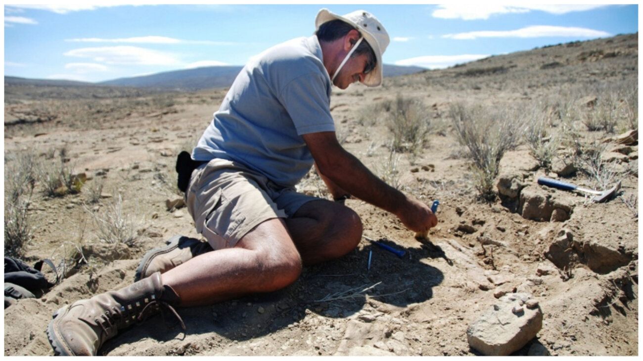 Descubren una nueva especie de dinosaurio depredador en Neuquén